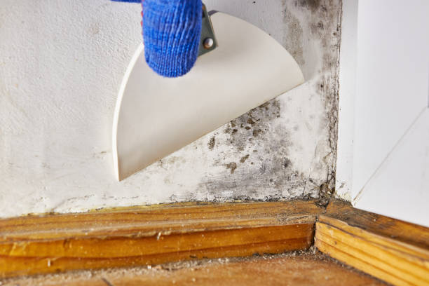 Best Dehumidification Services  in Bourg, LA